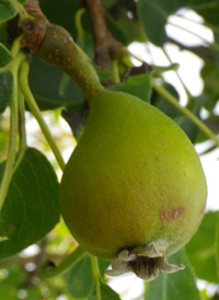 Common Pear