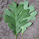 White Oak White Oak