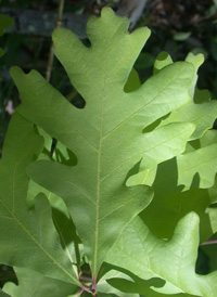 White Oak