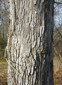 White Oak