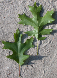 Scarlet Oak