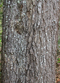 Scarlet Oak