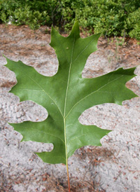 Scarlet Oak