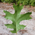 Scarlet Oak