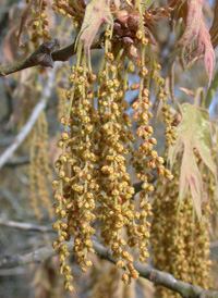 Southern Red Oak