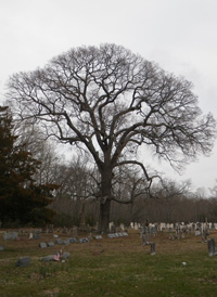 Southern Red Oak