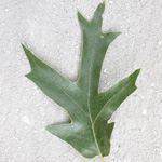 Southern Red Oak Southern Red Oak