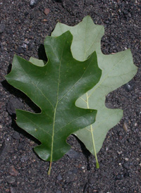 Bear Oak