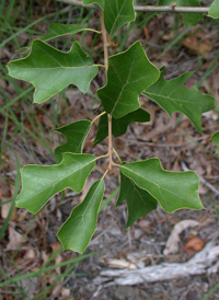 Bear Oak