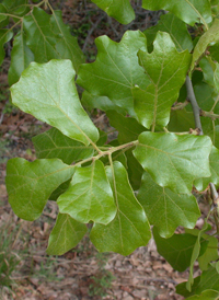 Blackjack Oak