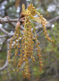 Blackjack Oak