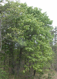 Blackjack Oak