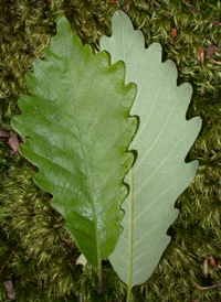 Swamp Chestnut Oak