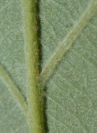 Swamp Chestnut Oak