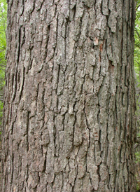 Swamp Chestnut Oak