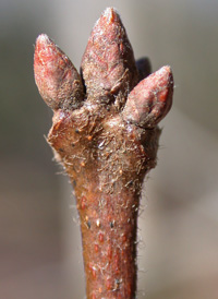 Swamp Chestnut Oak