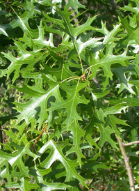 Pin Oak