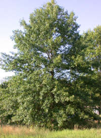 Pin Oak