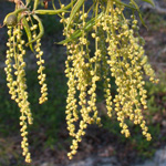 Willow Oak Willow Oak