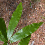 Willow Oak Willow Oak