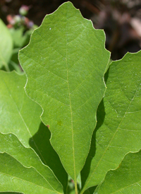 Dwarf Oak