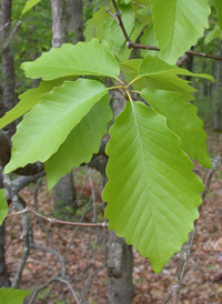 Chestnut Oak