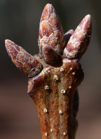 Chestnut Oak