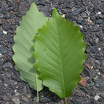 Chestnut Oak Chestnut Oak