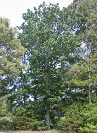 Chestnut Oak