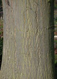 Northern Red Oak