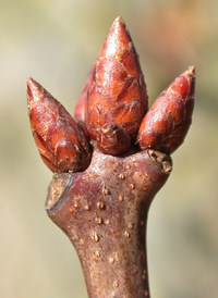 Northern Red Oak