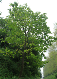 Northern Red Oak