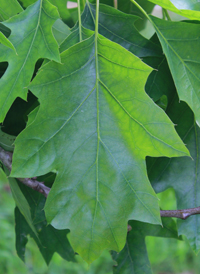 Northern Red Oak