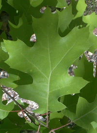 Northern Red Oak