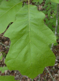 Black Oak