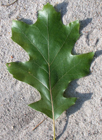 Black Oak