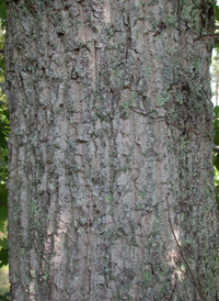 Saul's Oak