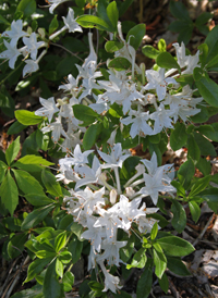 Dwarf Azalea