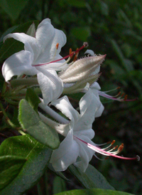 Dwarf Azalea