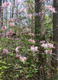 Pink Azalea