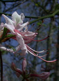 Pink Azalea