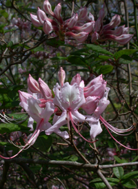 Pink Azalea