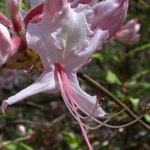 Pink Azalea Pink Azalea