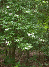 Swamp Azalea