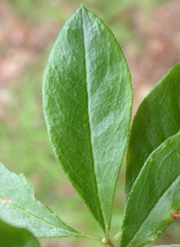 Swamp Azalea