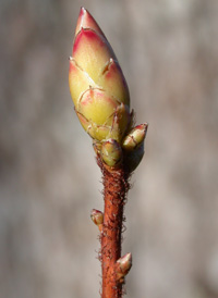 Swamp Azalea