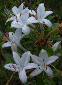 Swamp Azalea