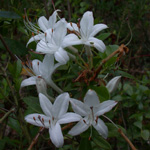Swamp Azalea Swamp Azalea