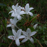 Swamp Azalea