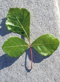 Fragrant Sumac